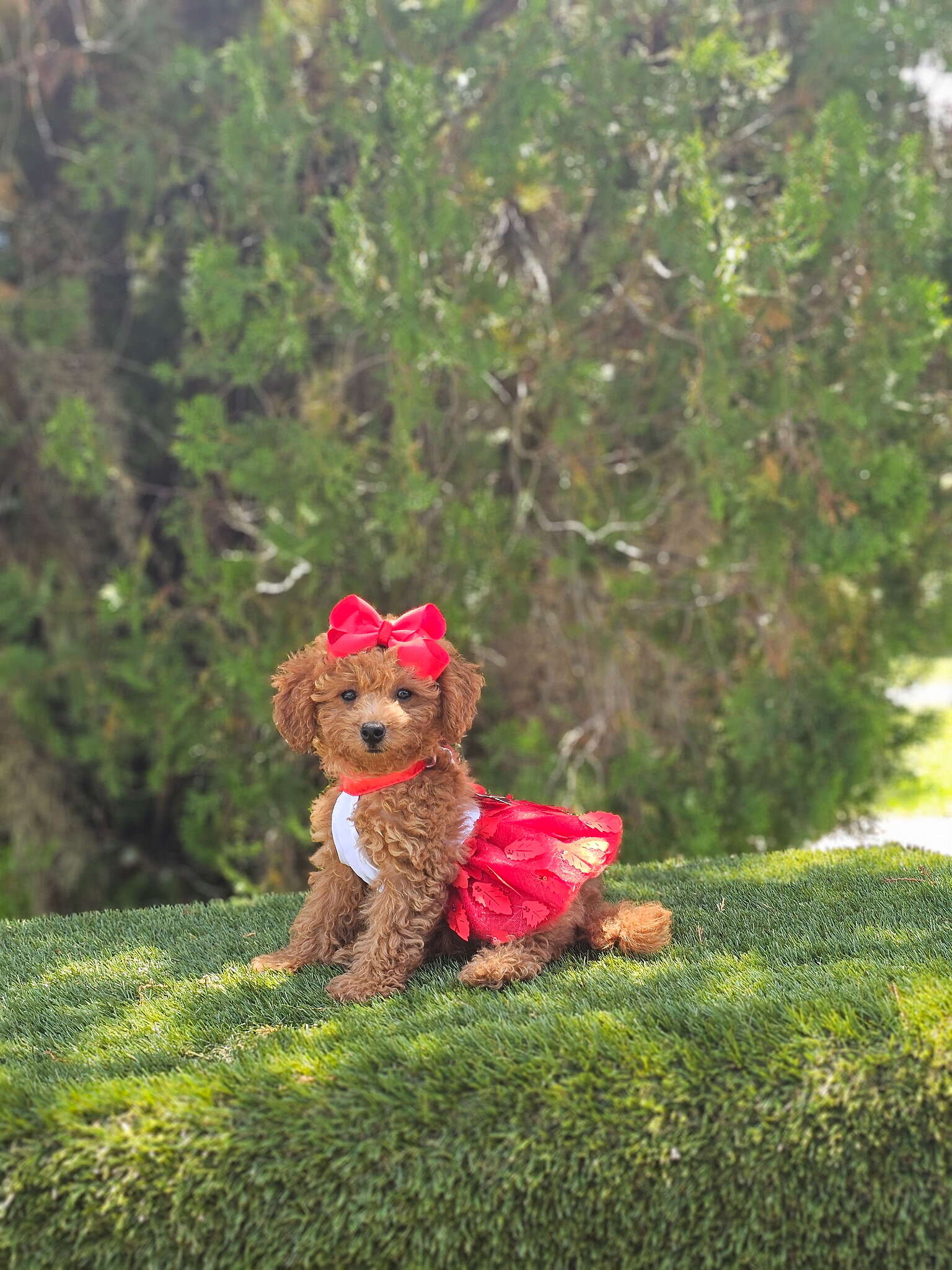 Micro - Cherry Couture - Female - Image 3