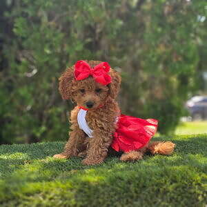 Micro - Cherry Couture - Female