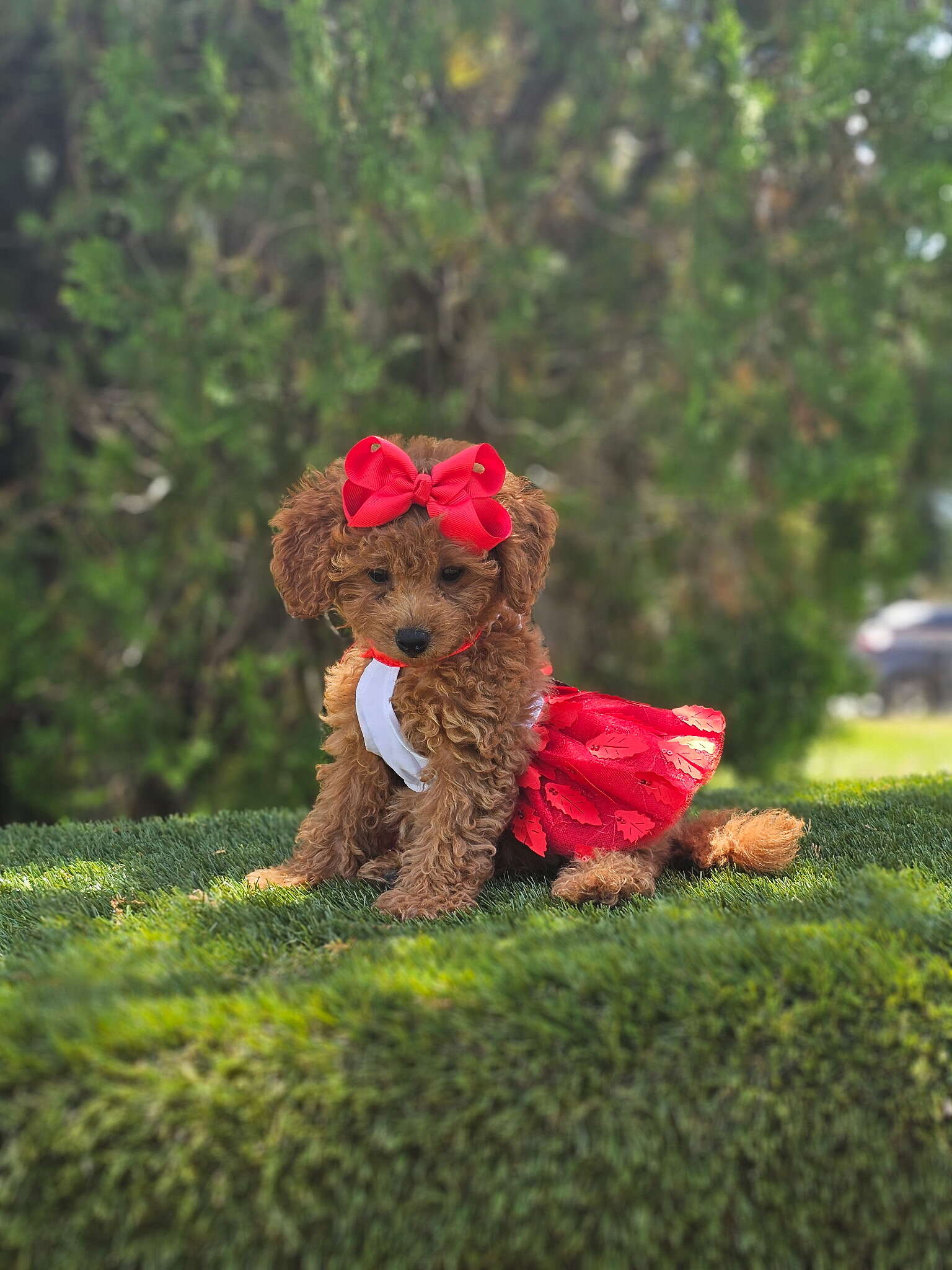 Micro - Cherry Couture - Female
