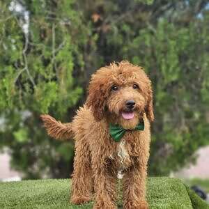 Toy - Baron Biscuits - Male