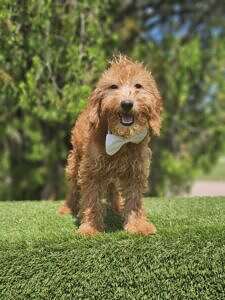Toy - Oliver - Male