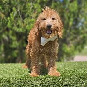 Toy - Oliver - Male