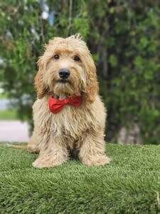 Mini - Winston - Male
