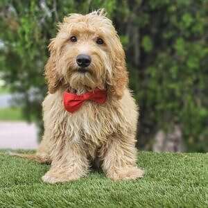 Mini - Winston - Male