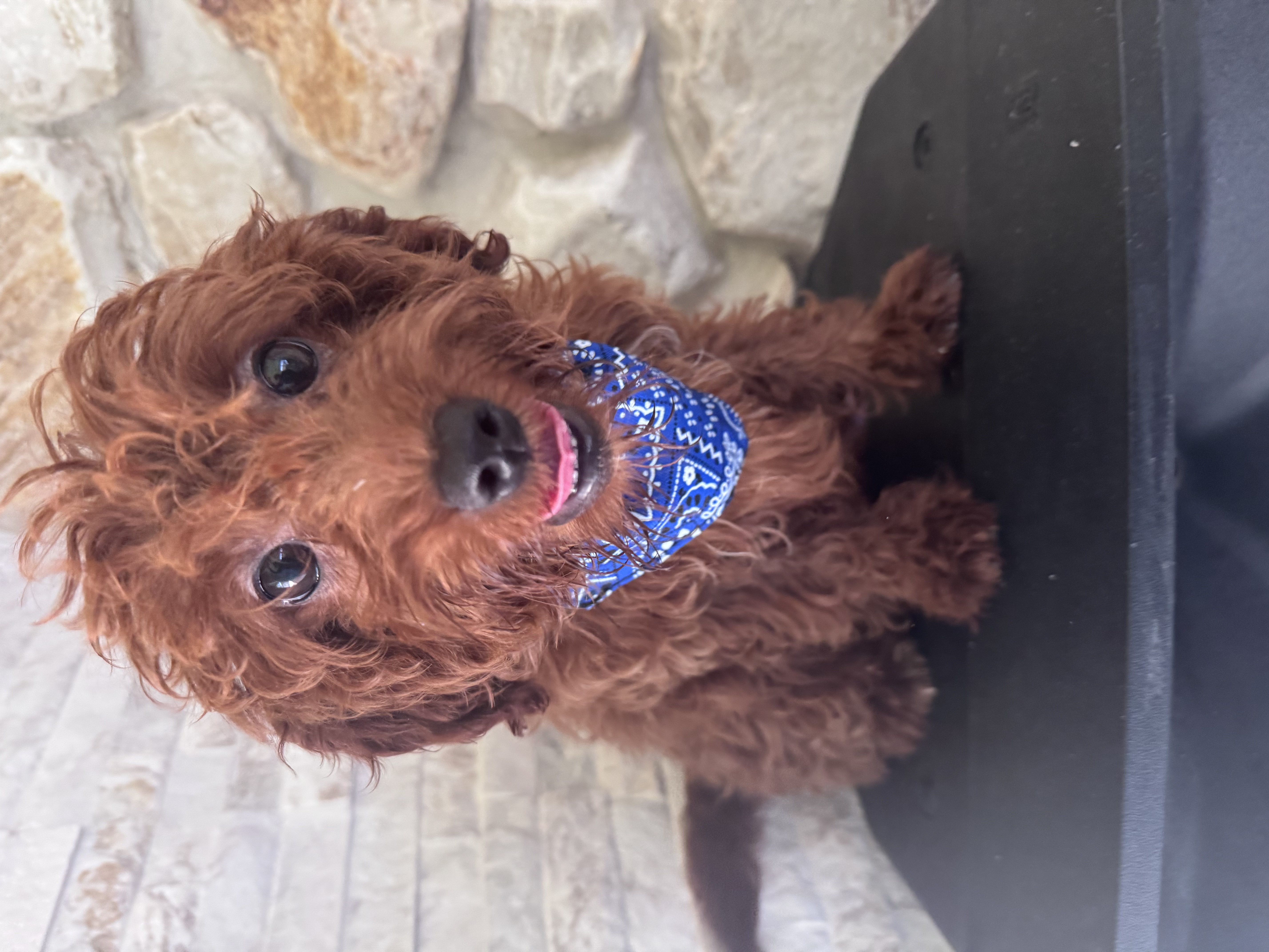 Toy - Rizzo Red - Male