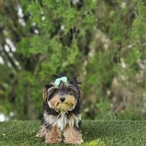 Morkie - Tootsie - Female