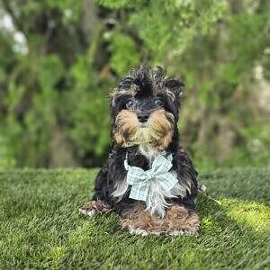 Morkie - Tiny Boss - Male