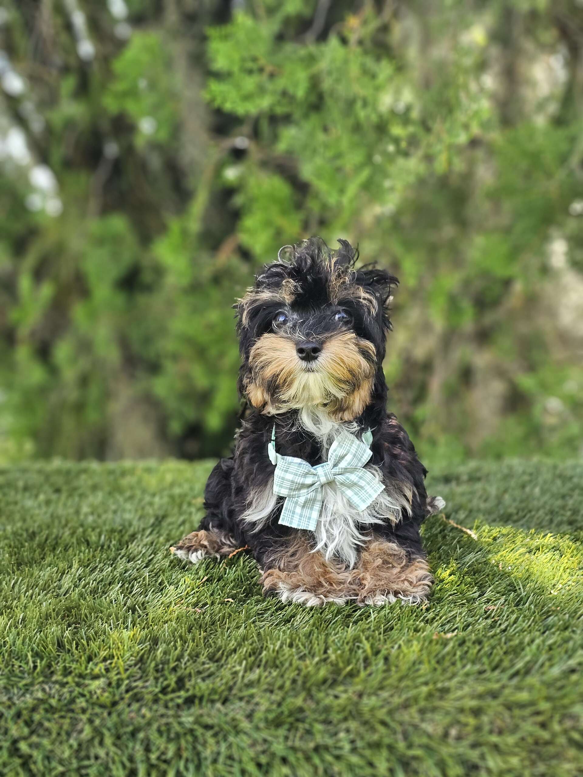 Morkie - Tiny Boss - Male