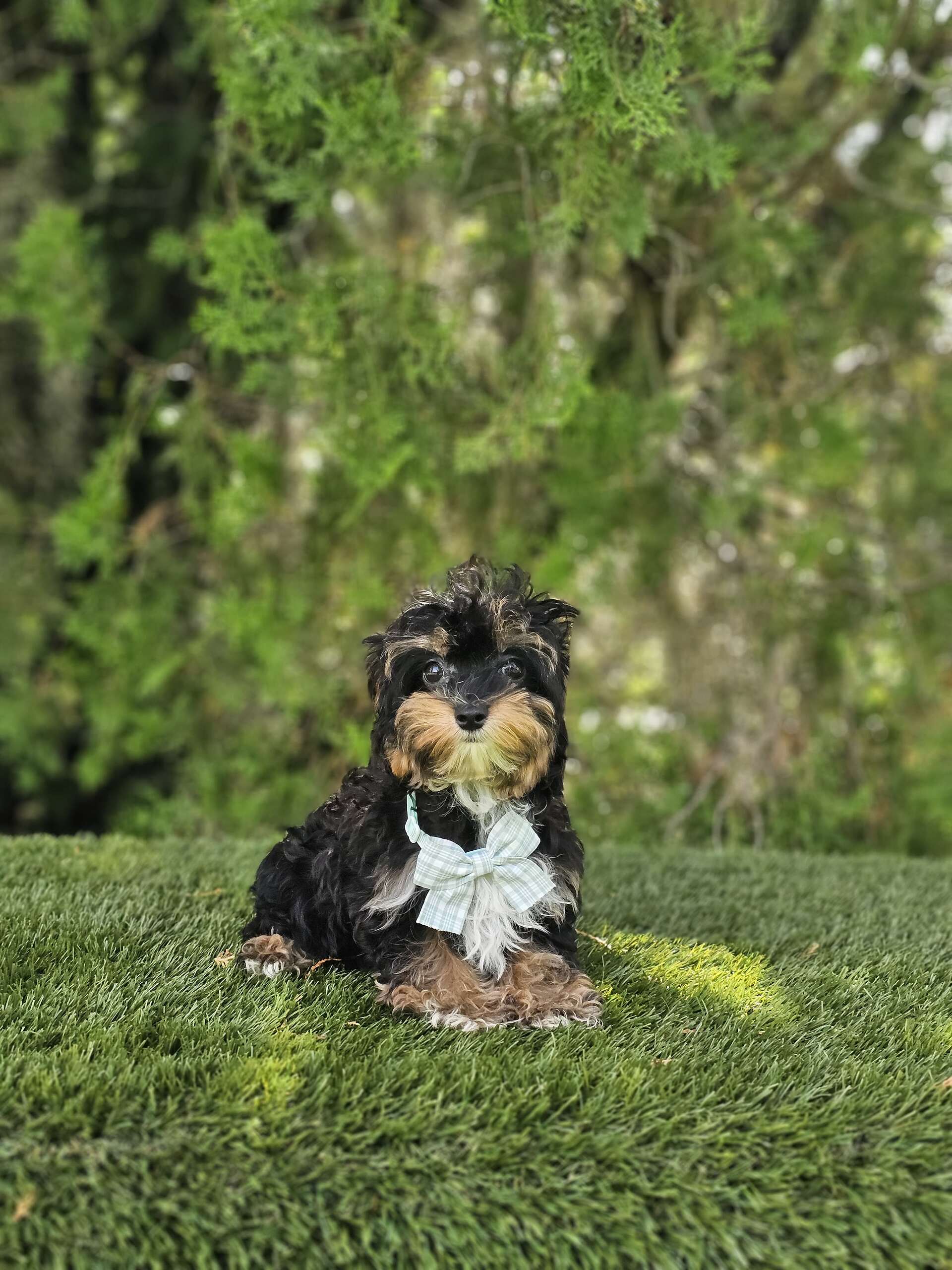 Morkie - Tiny Boss - Male - Image 2