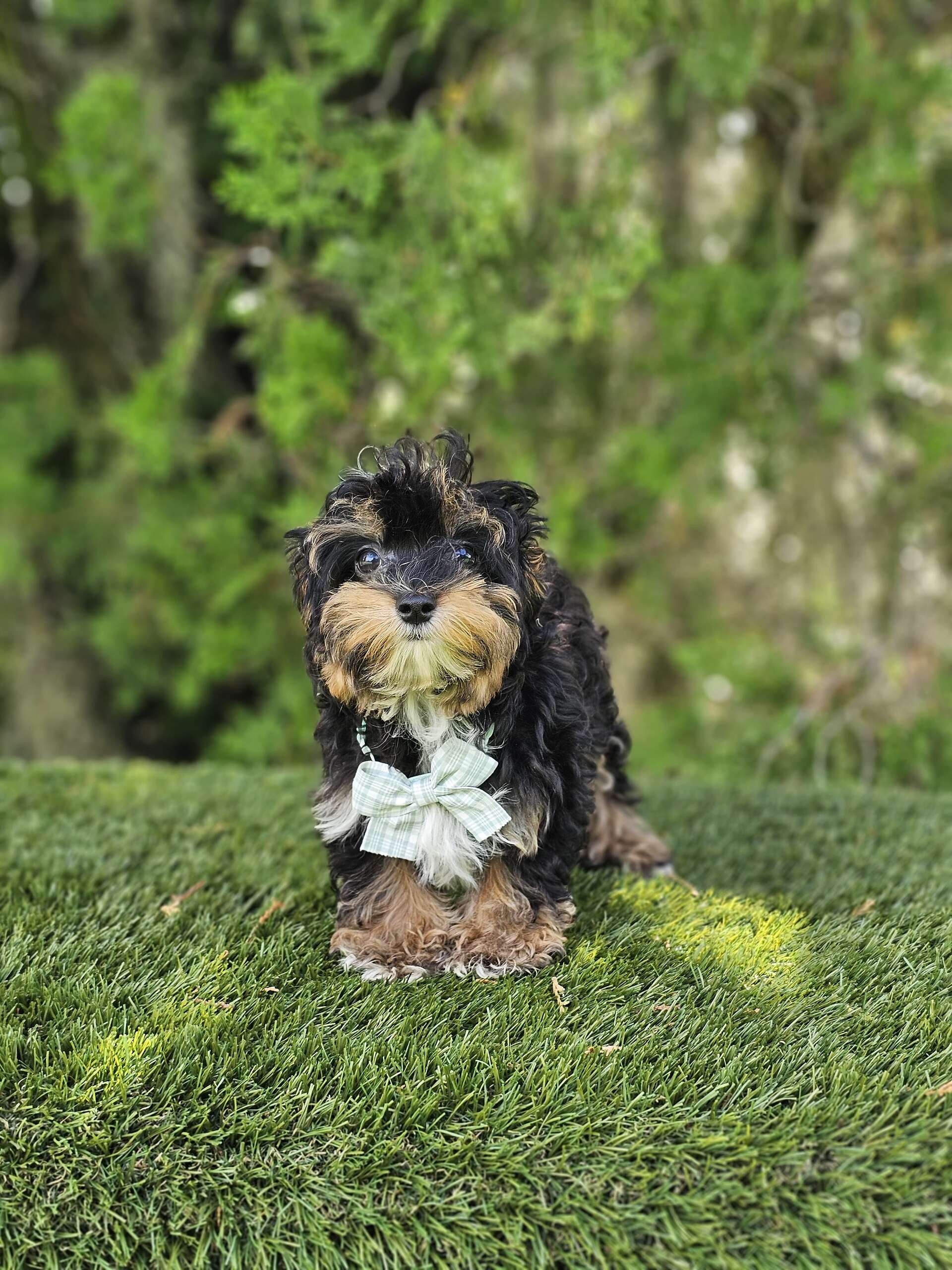 Morkie - Tiny Boss - Male - Image 4