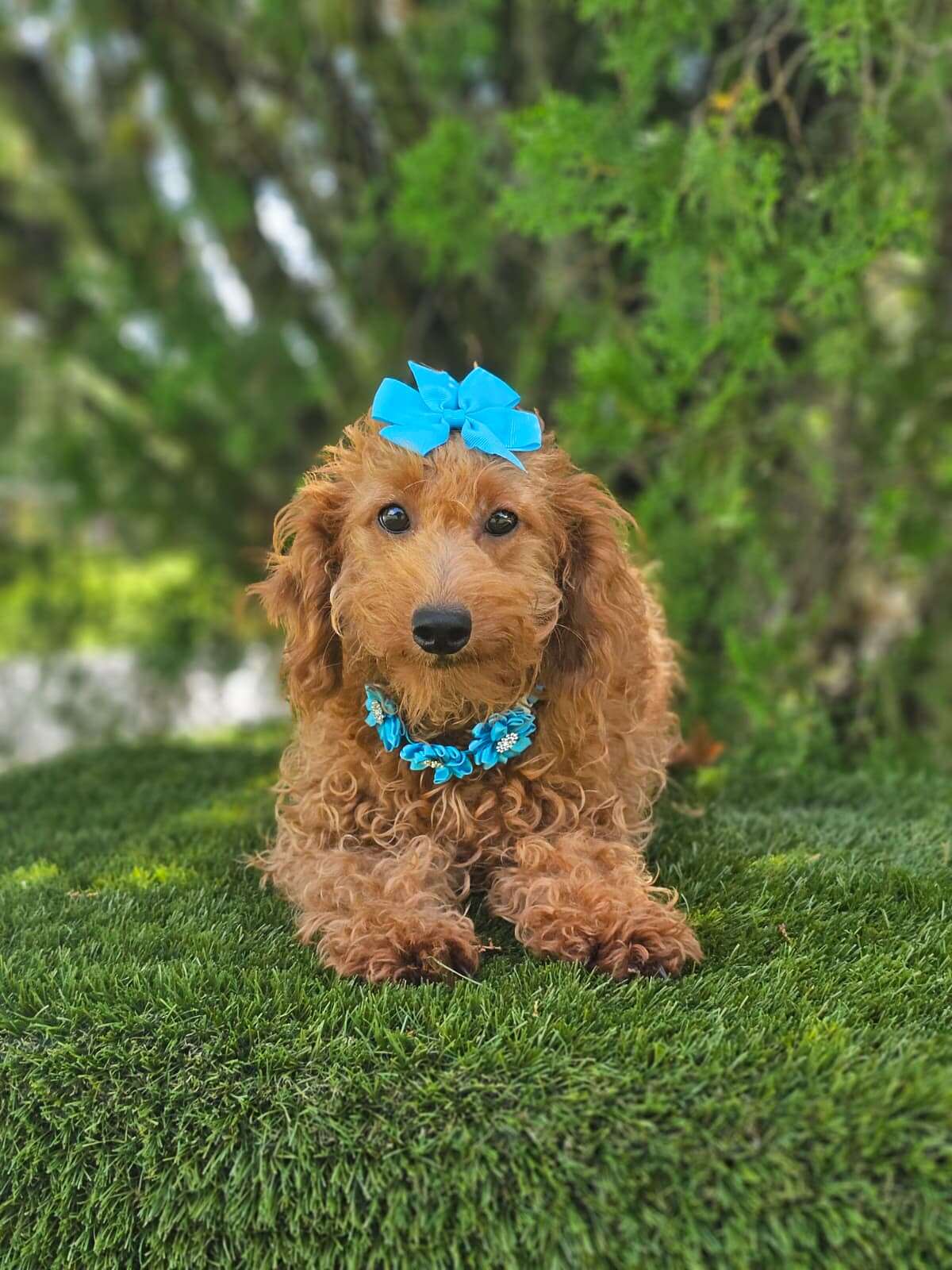 Mini - Peaches - Female