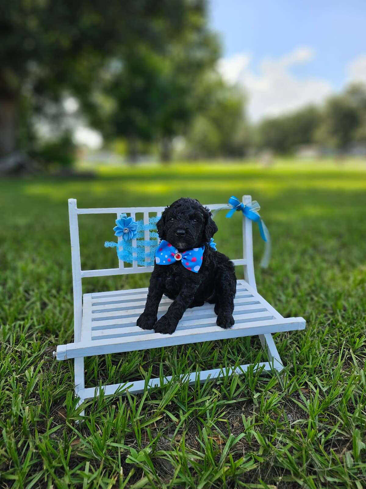Toy DoubleDoodle - Ónix - Male