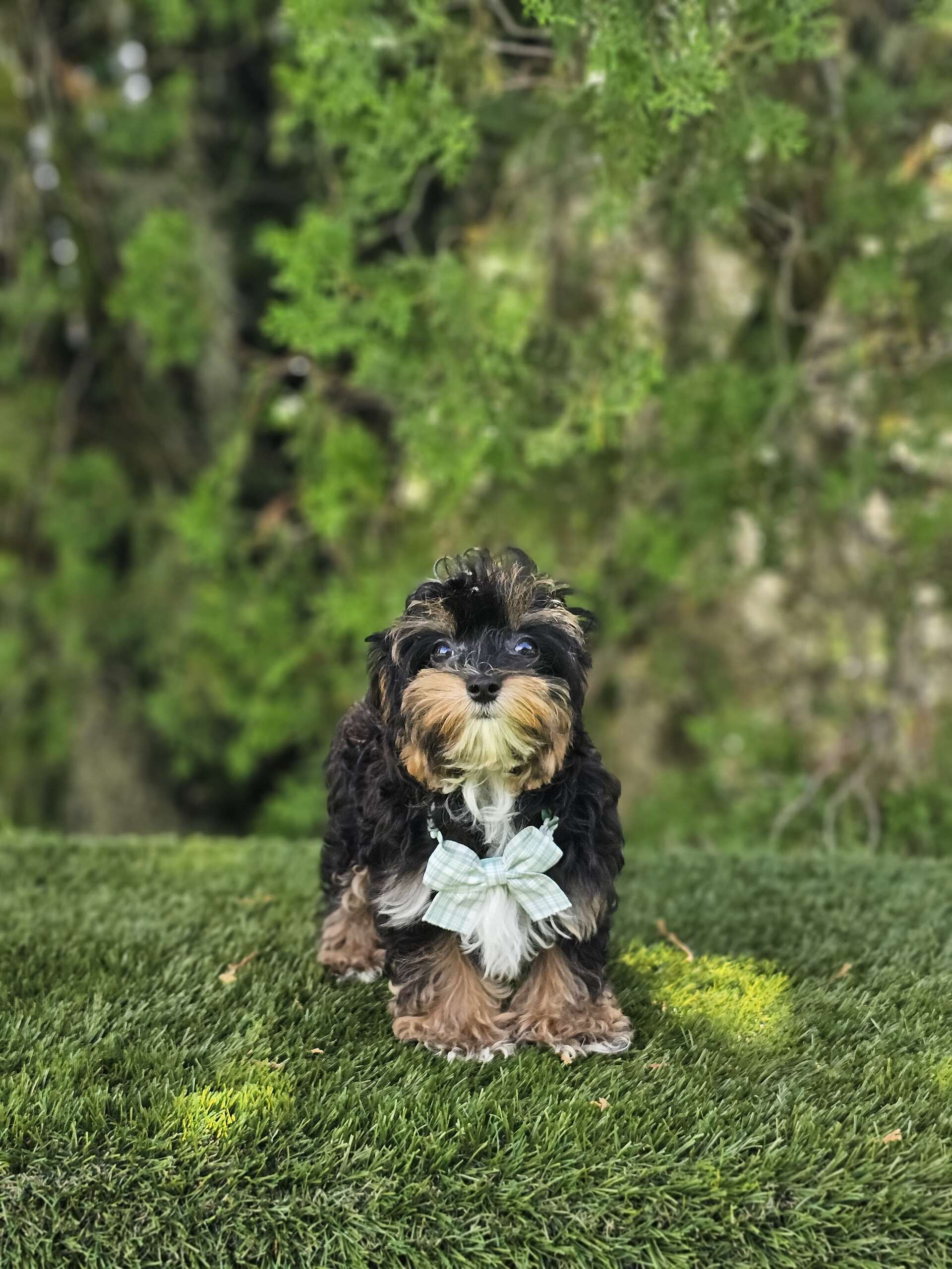 Morkie - Tiny Boss - Male - Image 5