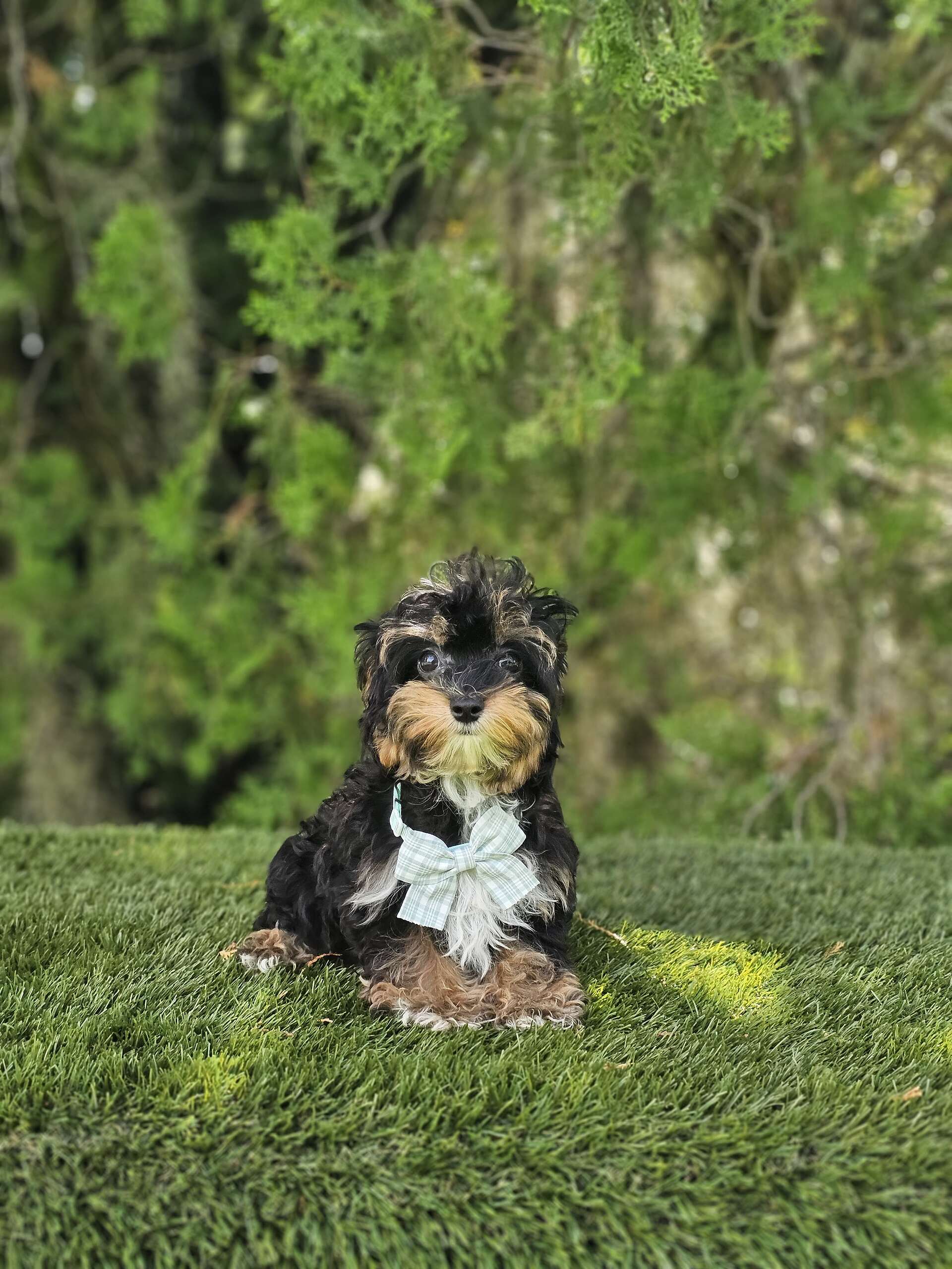 Morkie - Tiny Boss - Male - Image 3