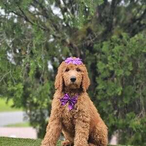 Standard - Maple Belle - Female