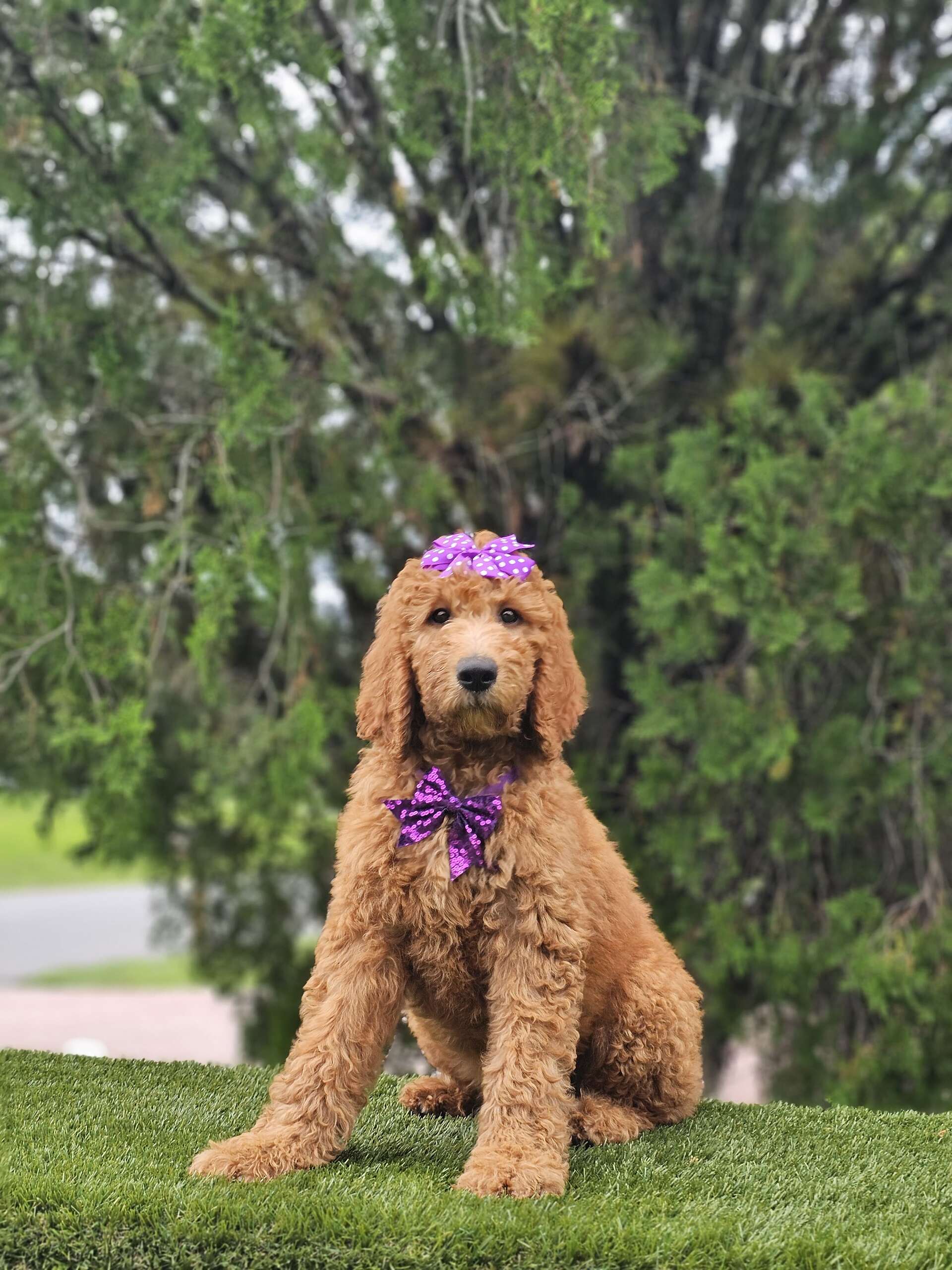 Standard - Maple Belle - Female