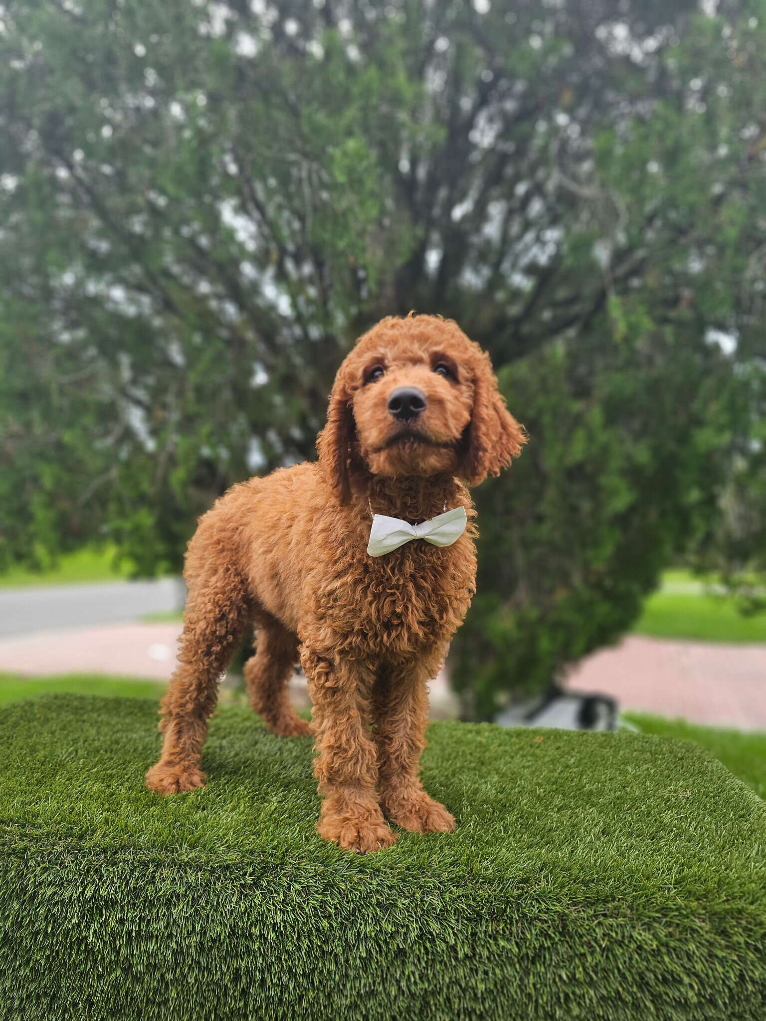 Standard - Canelo Puff - Male - Image 2