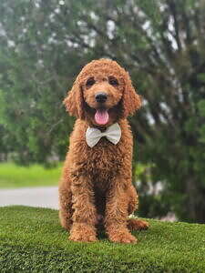Standard - Canelo Puff - Male
