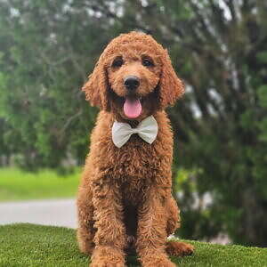 Standard - Canelo Puff - Male