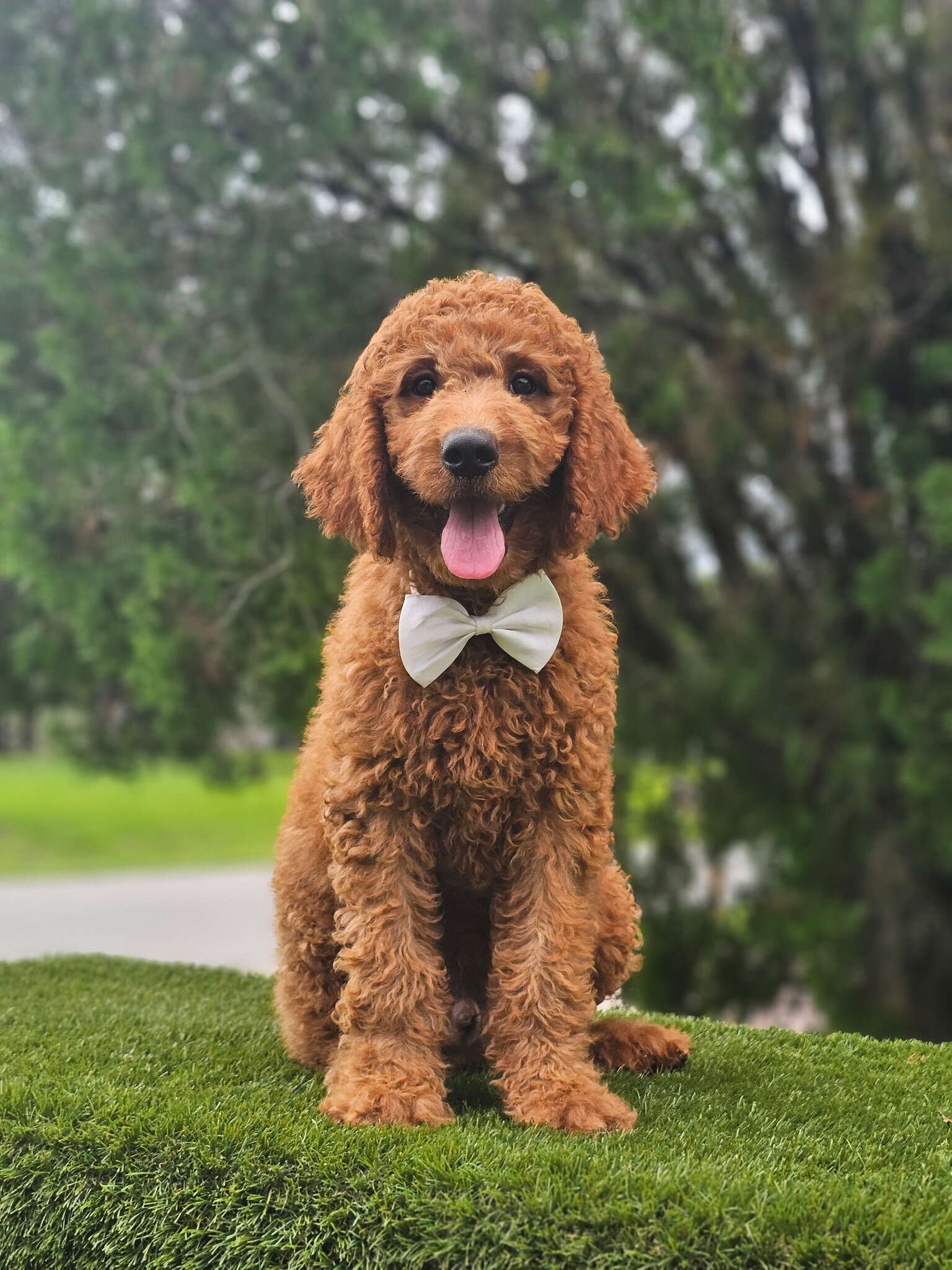 Standard - Canelo Puff - Male