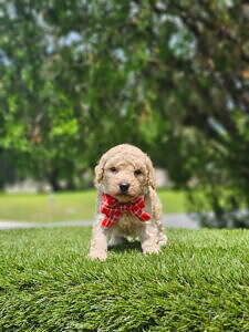 Toy - Tater Tot - Male