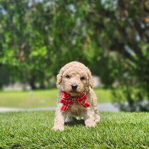Toy - Tater Tot - Male