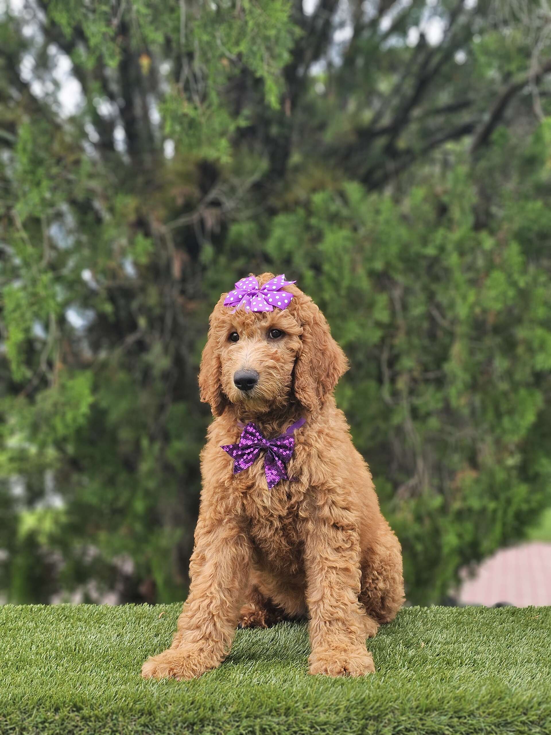 Standard - Maple Belle - Female - Image 6