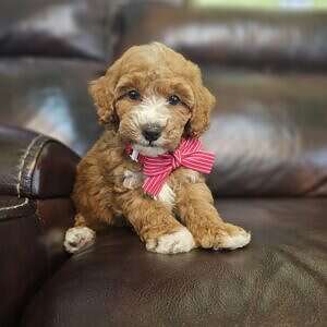 Micro/Toy - Cooper Cash - Male