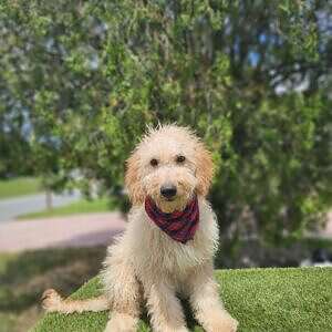 Medium - Butters - Male