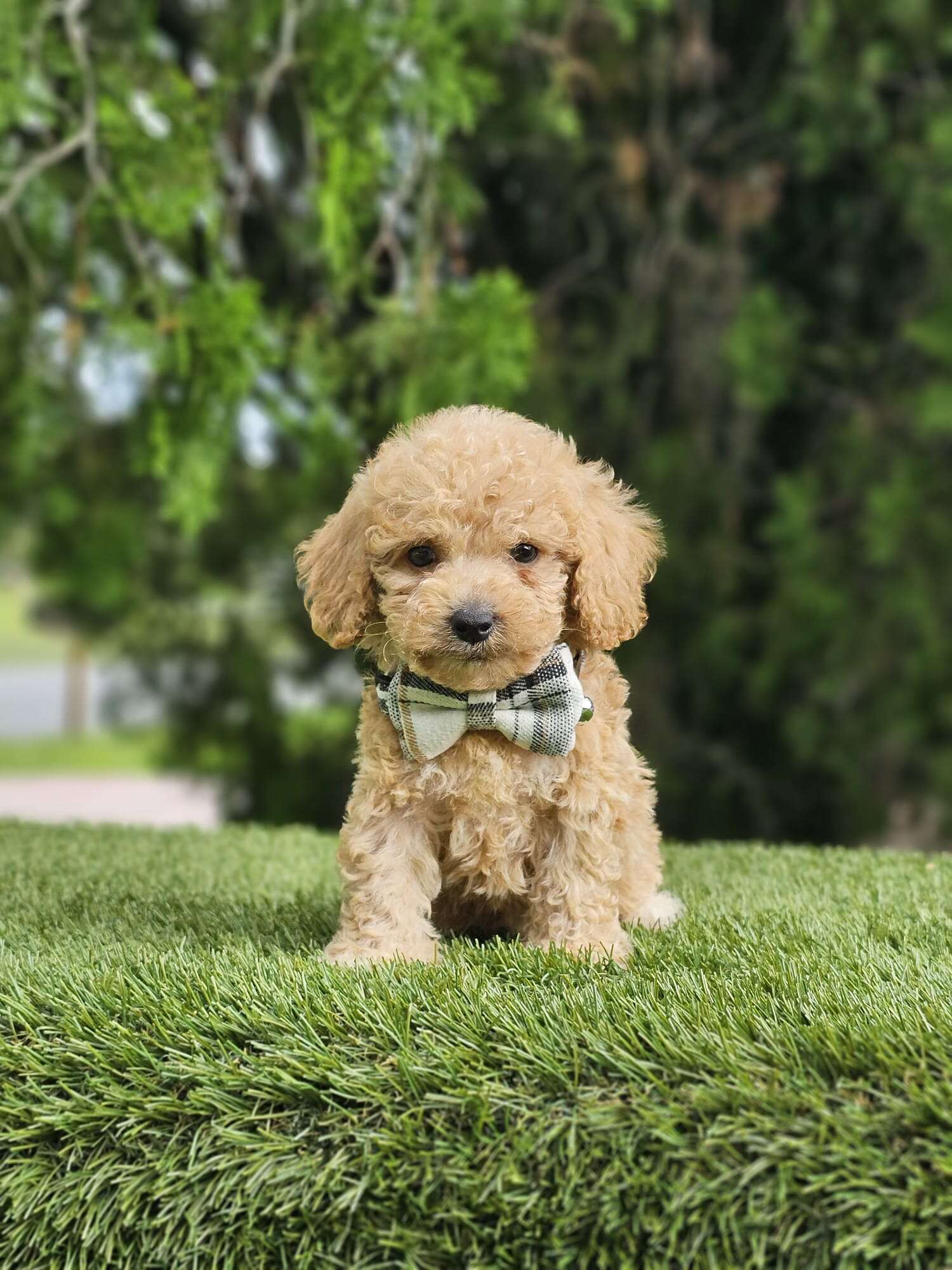 Toy - Mister Muffin - Male - Image 3
