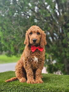 Standard - Cooper - Male