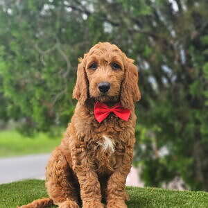 Standard - Cooper - Male