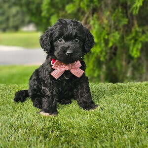 Medium - Mr Tux - Male
