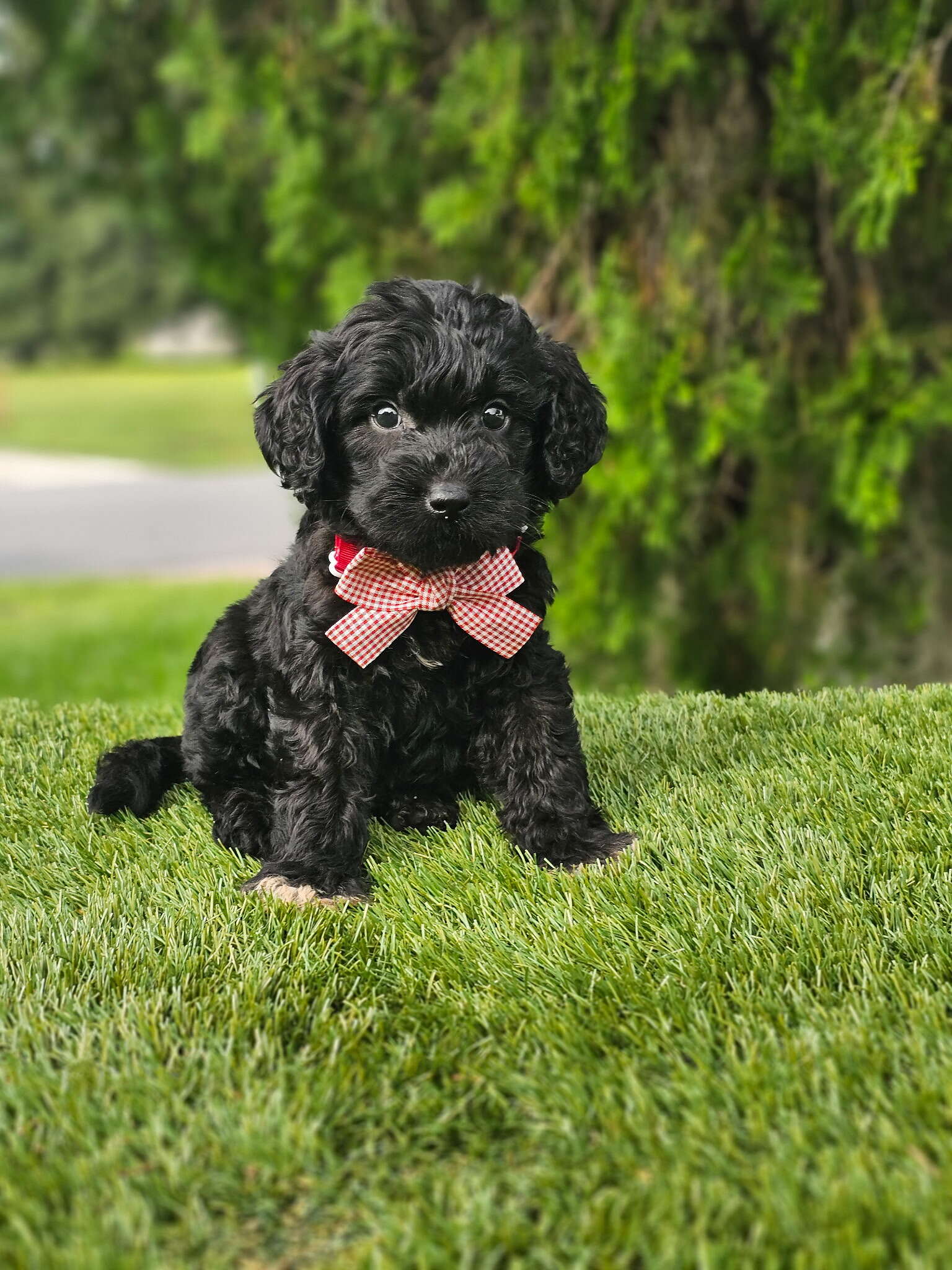 Medium - Mr Tux - Male