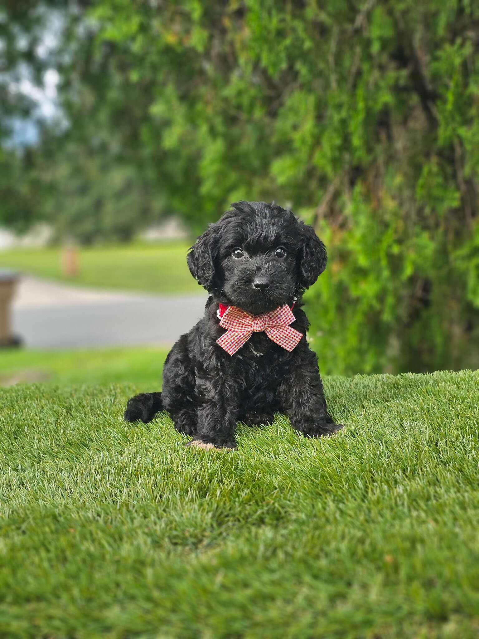 Medium - Mr Tux - Male - Image 4