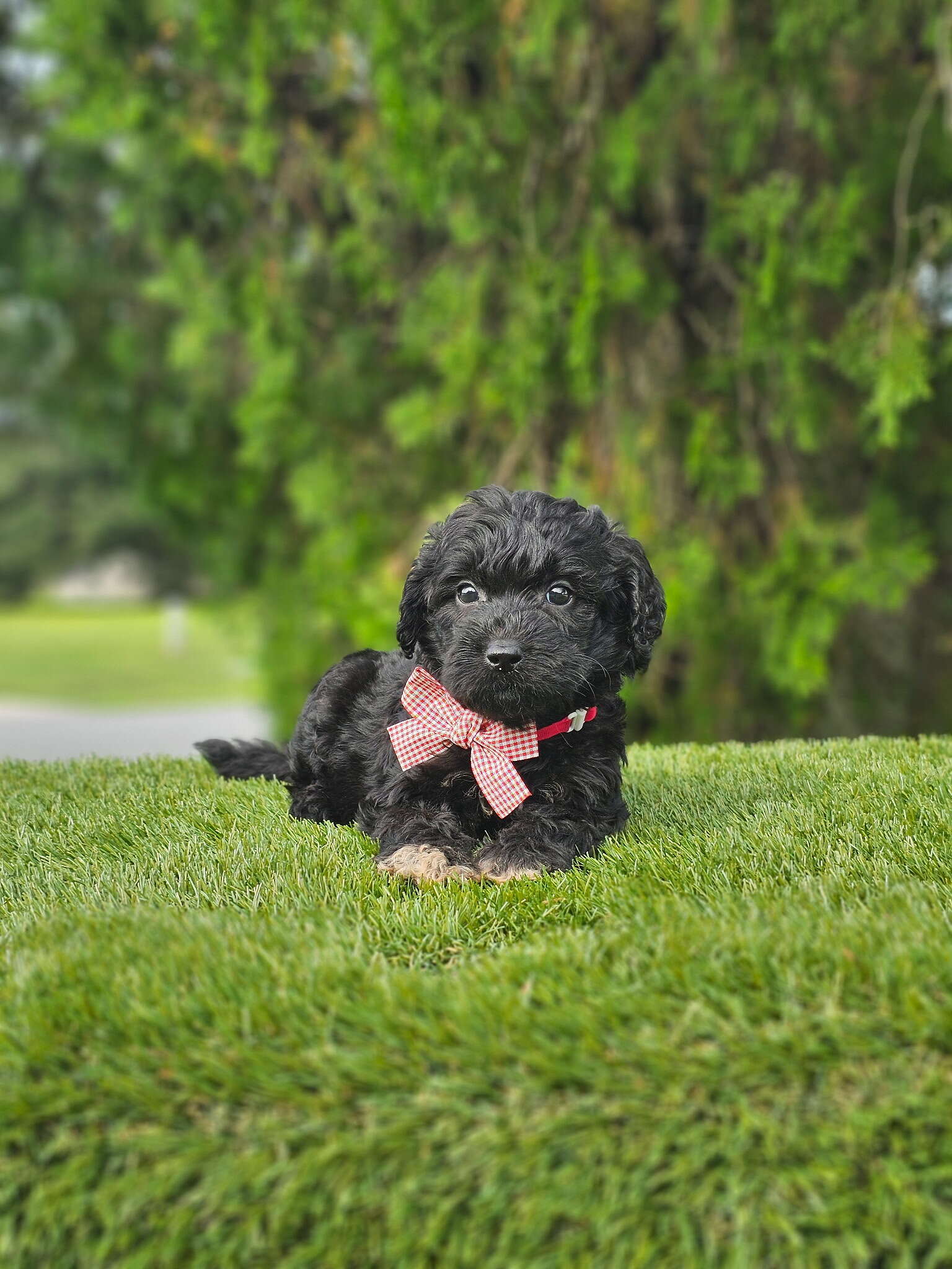 Medium - Mr Tux - Male - Image 5