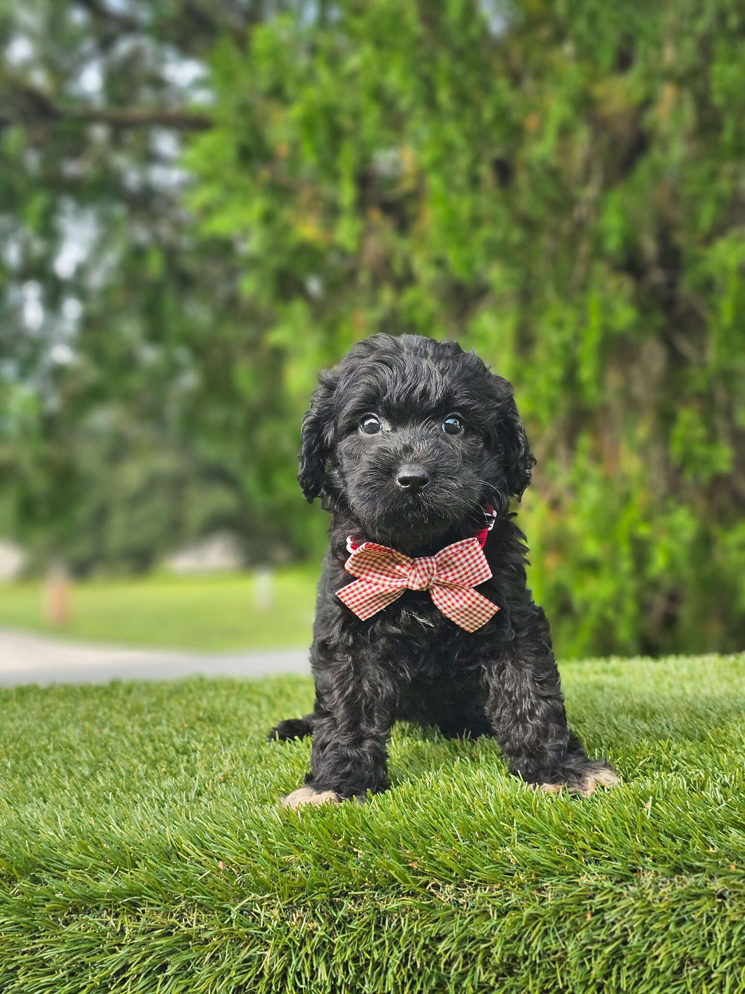 Medium - Mr Tux - Male - Image 6