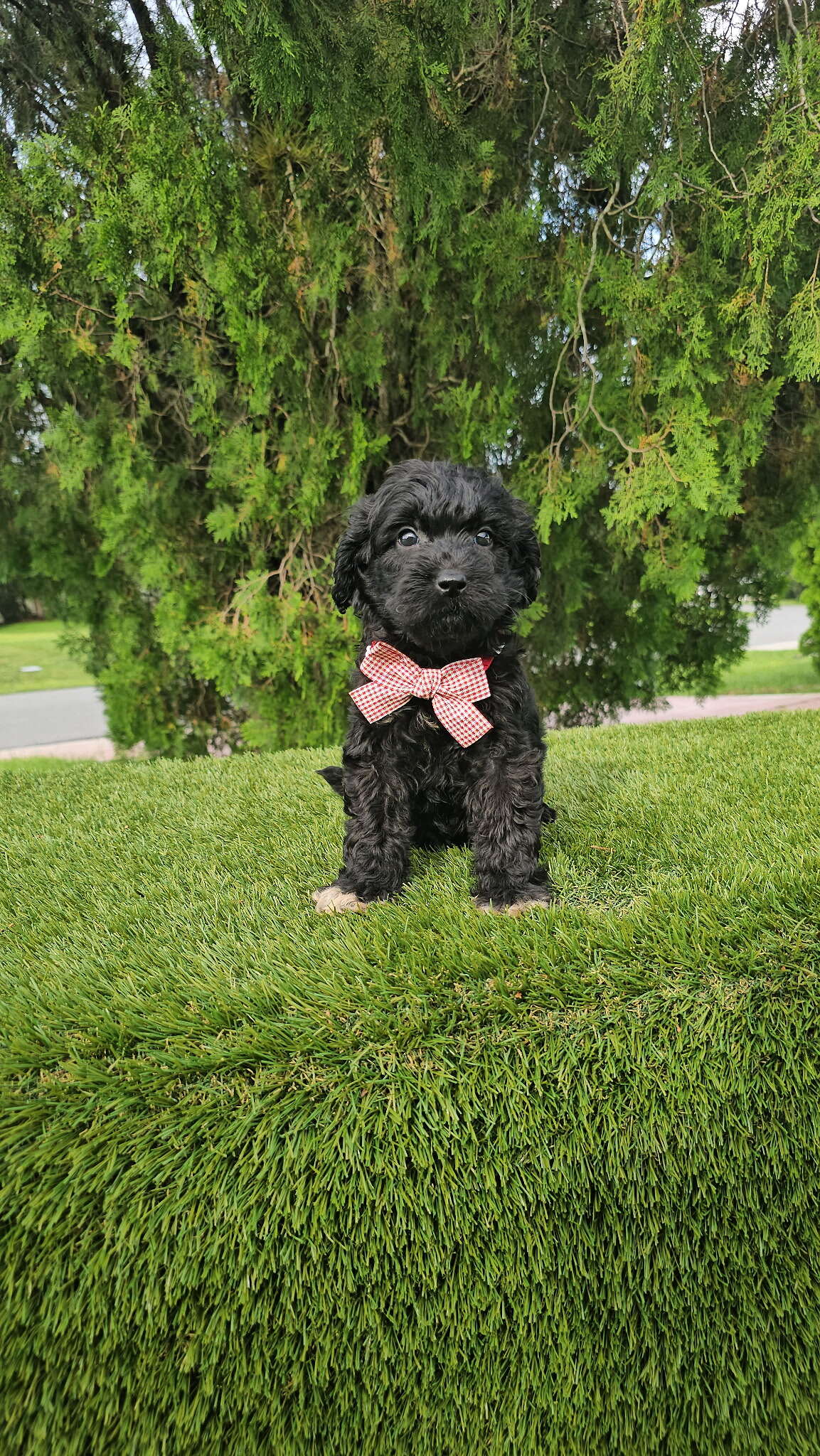 Medium - Mr Tux - Male - Image 3