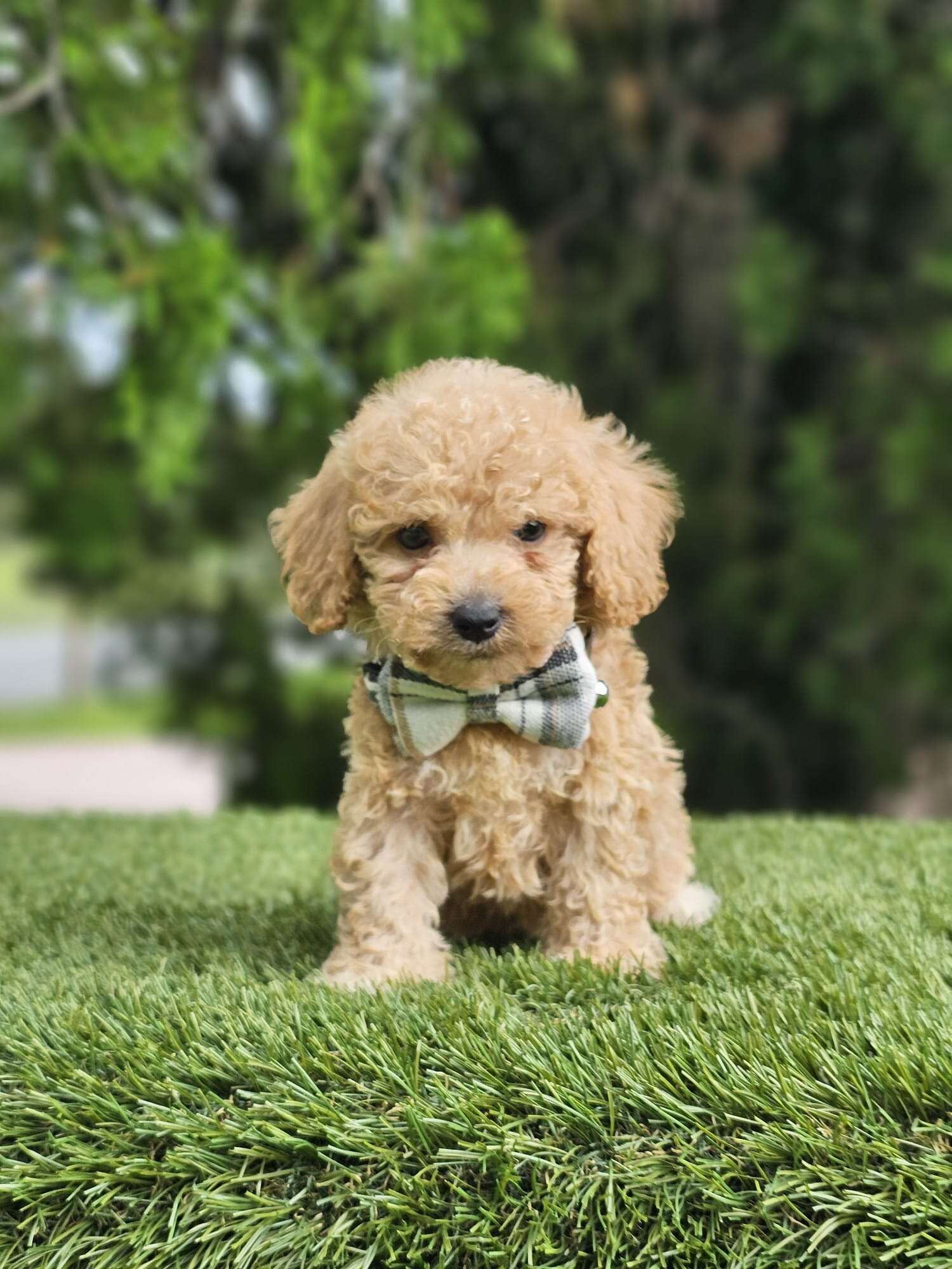 Toy - Mister Muffin - Male - Image 2