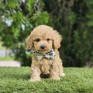 Toy - Mister Muffin - Male