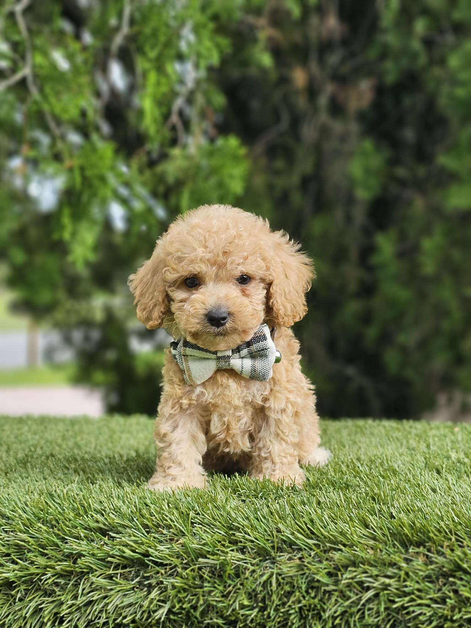 Toy - Mister Muffin - Male