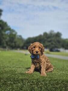 Standard - McFluffy - Male