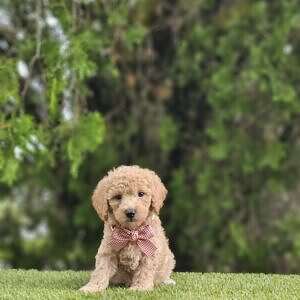 Toy - Biscuit Belle - Female