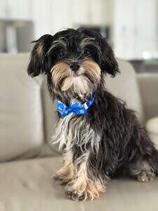 Morkie - Mustachio - Male