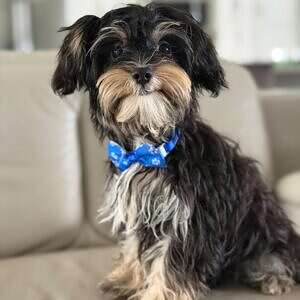 Morkie - Mustachio - Male