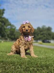 Standard - Fancy Nancy - Female