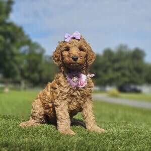 Standard - Fancy Nancy - Female