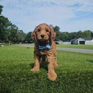Chase - Standard Goldendoodle - Male