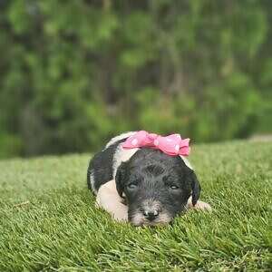 Medium - Miss MOOlah - Female