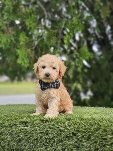 Toy - Sir Waffles - Male